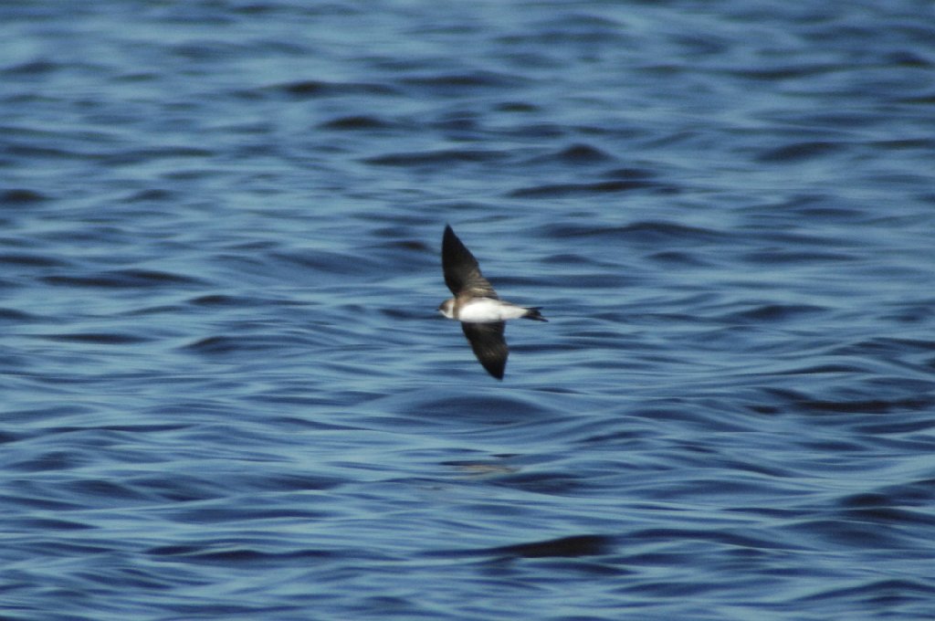 Swallow, Bank, 2010-05100055 Cape May Point State Park, NJ.JPG - Bank Swallow. Cape May Point State Park, NJ, 5-10-2010